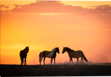 Sundown Horses Gallery Wrapped Giclee canvas artwork by Summer Jackman