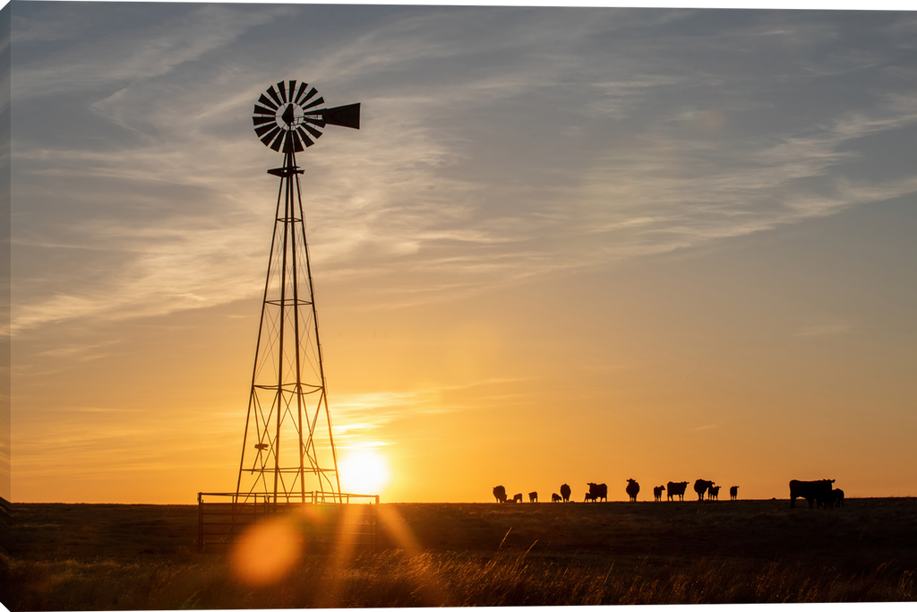 A scenic sunset landscape print featuring a silhouetted windmill on the left and a line of cows on the right, set against a warm orange and yellow sky.  Sunset on the Prairie Gallery Wrapped Giclee canvas art prints by Teri James Photo Artist