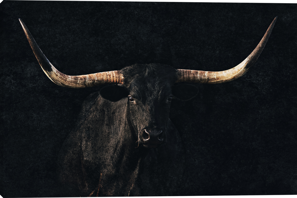 Back in Black Longhorn Cattle Gallery Wrapped giclee canvas art prints by Teri James Photo Artist
