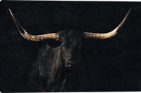 Back in Black Longhorn Cattle Gallery Wrapped giclee canvas art prints by Teri James Photo Artist