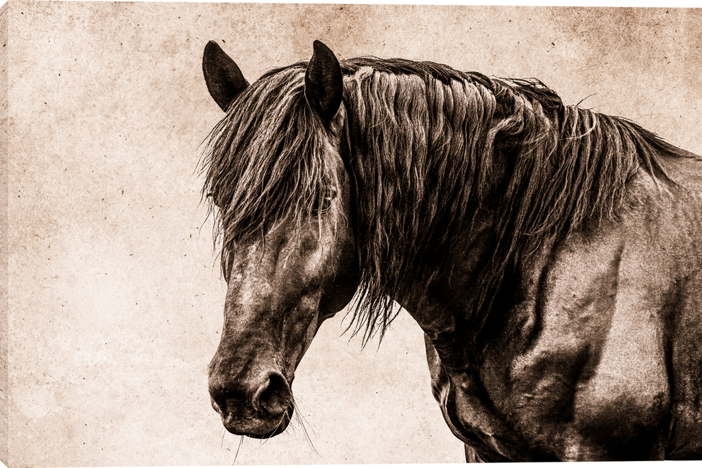 Black Beauty Gallery Wrapped Canvas Art Prints by Teri James Photo Artist
