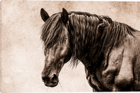 Black Beauty Gallery Wrapped Canvas Art Prints by Teri James Photo Artist