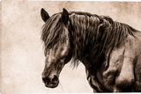 Black Beauty Gallery Wrapped Canvas Art Prints by Teri James Photo Artist
