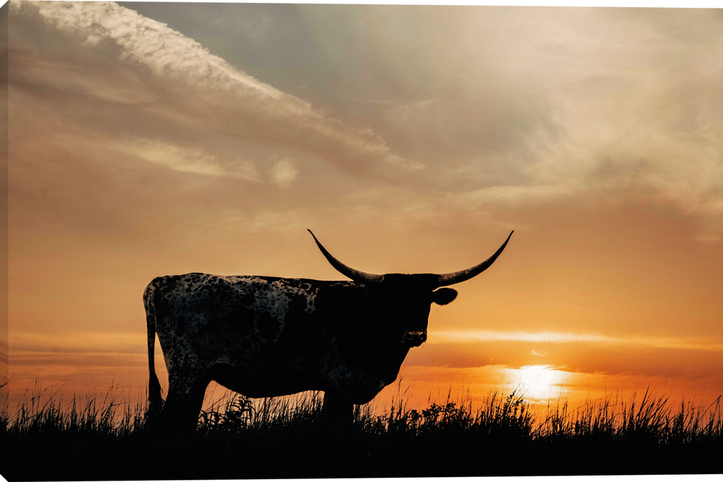 Longhorn Sundown Gallery Wrapped Giclee canvas art prints by Teri James Artist