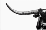 Watchful Eye - Gallery Wrapped Giclee Canvas Black and White Art Prints by Teri James