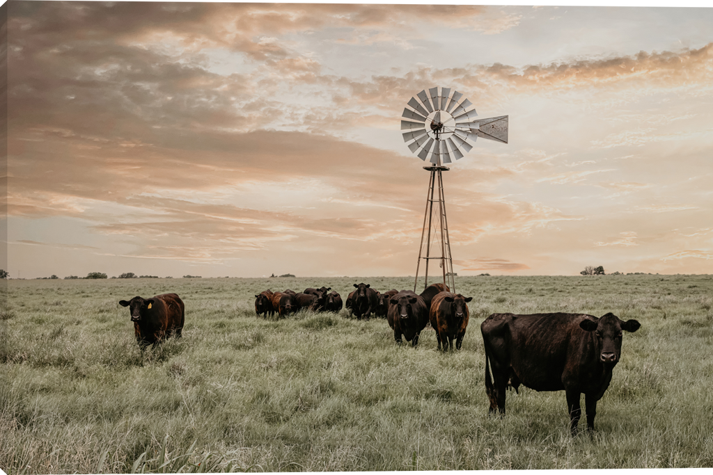 Watching Over the Herd - Gallery Wrapped giclee canvas prints by Teri James.
A herd of black and brown cattle stands in a grassy field under a large windmill against a dramatic sunset sky with warm peach, orange, and gray clouds.