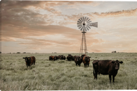 Watching Over the Herd - Gallery Wrapped giclee canvas prints by Teri James.
A herd of black and brown cattle stands in a grassy field under a large windmill against a dramatic sunset sky with warm peach, orange, and gray clouds.