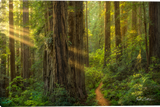 Radiance Gallery Wrapped Giclee Canvas art prints by Zack Clothier Artist