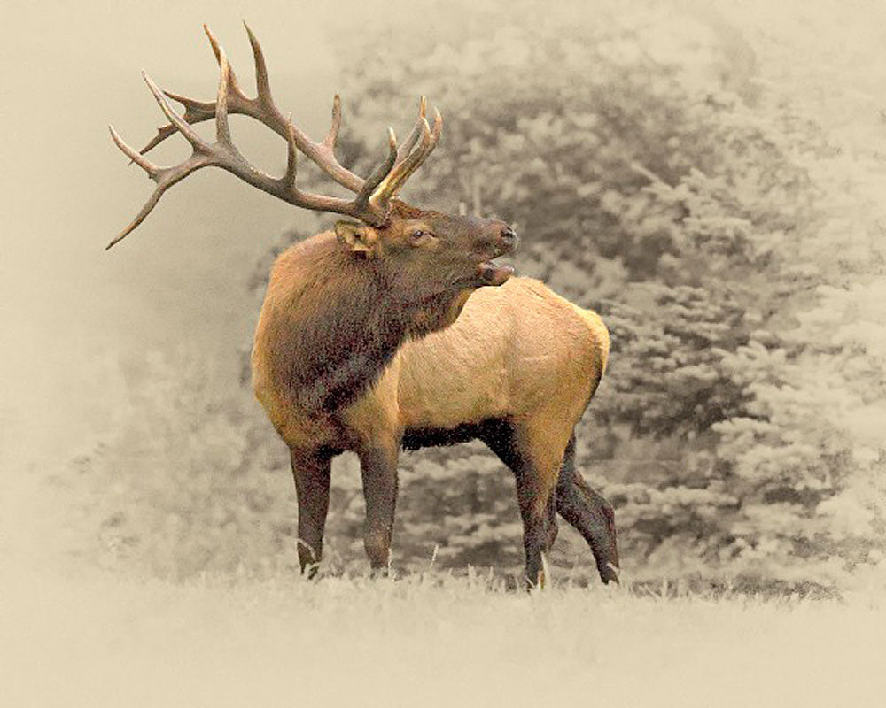 Bugling Elk Artwork by James Brown