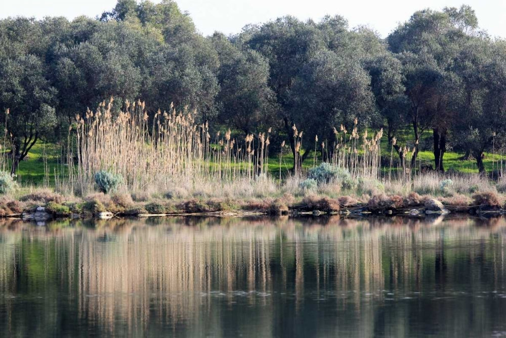 Pond Surrounded by Olive Trees Canes Artwork by Saiu Giovanni