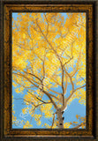 Aspen Glow Framed Giclee Canvas by Dan Ballard