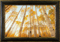 Looking Up Framed Giclee Canvas by Dan Ballard