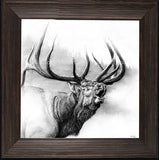 Custom Framed Rocky Mountain King by Joel Pilcher