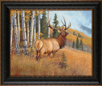 Out of The Quakies - Framed Canvas print by Hayden Lambson