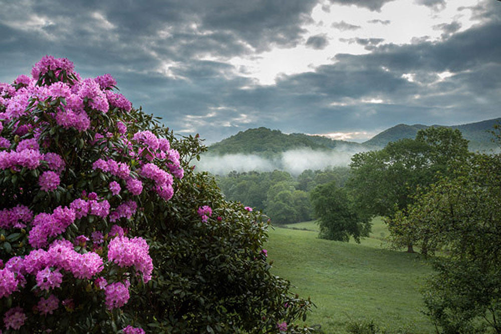Rhodies Along the Pasture – Art Prints by Jason Clemmons