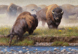 Yellowstone Face Off by Kyle Sims