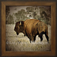 Lone Bison – Framed Giclee Canvas by Mitchell Mansanarez