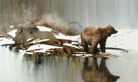 Bad Water Bear by Morten E. Solberg