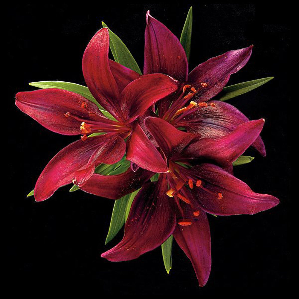dark red asiatic lily Asiatic Lily - Montenegro