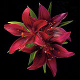 Asiatic Lily - Montenegro - Art Prints by Richard Reynolds