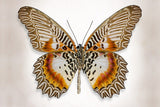 Brown Accented Butterfly - Art Prints by Richard Reynolds