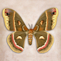Cecropia Moth - Art Prints by Richard Reynolds