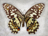 Checkered Swallowtail - Art Prints by Richard Reynolds