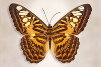 Clipper Butterfly - Art Prints by Richard Reynolds