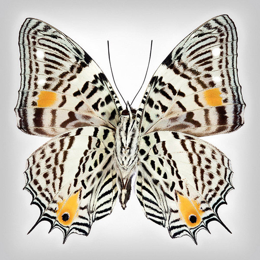 Clown Butterfly underside - Art Prints by Richard Reynolds