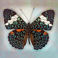 Cracker Butterfly - Art Prints by Richard Reynolds