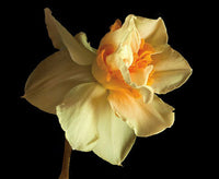 Daffodil - Art Prints by Richard Reynolds