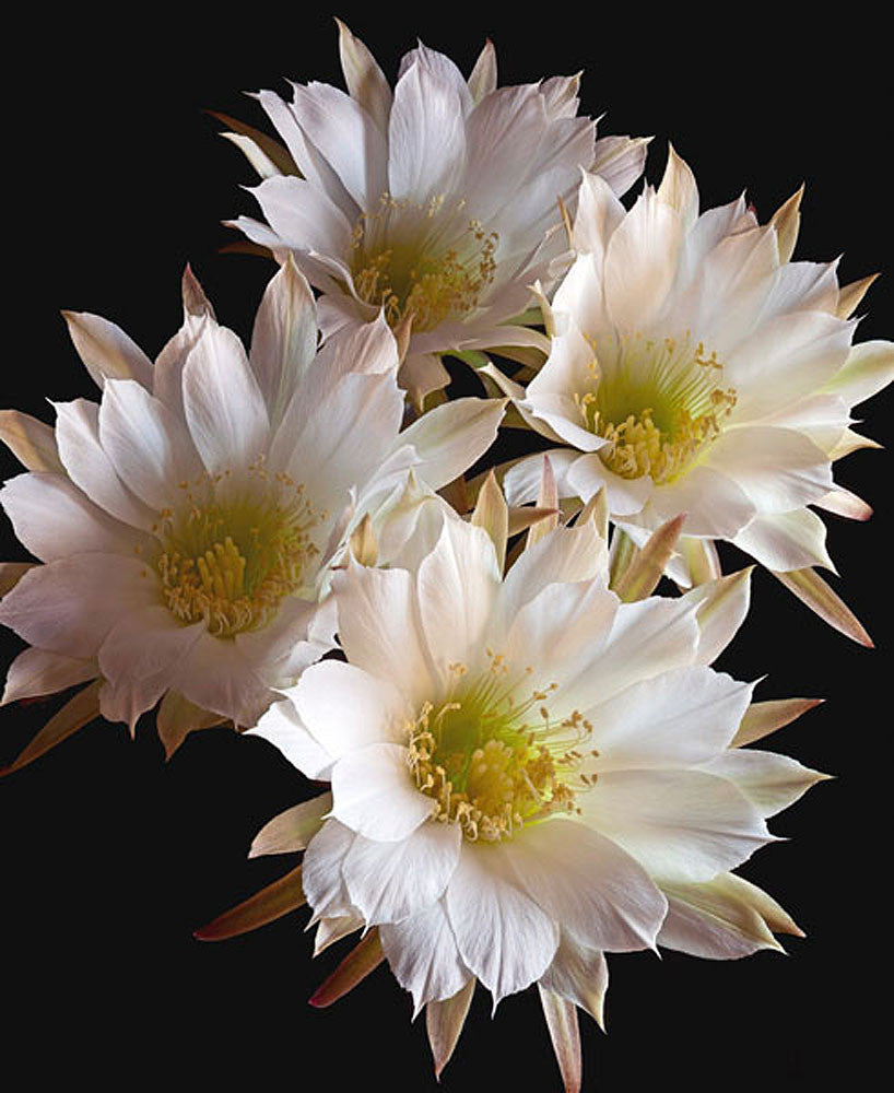 Easter Lily Cactus - Art Prints by Richard Reynolds
