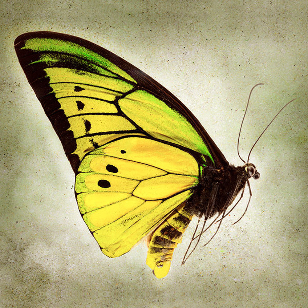 Wing Li Goliath Goliath Birdwing Butterfly