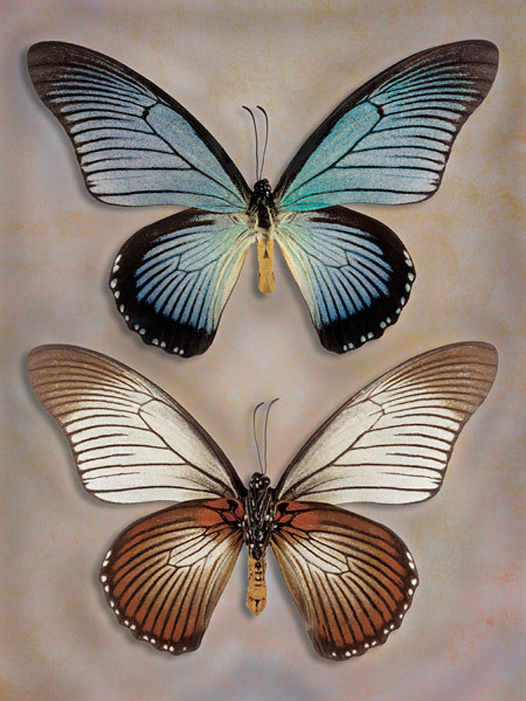Great Blue Swallowtail Top Underside - Art Prints by Richard Reynolds