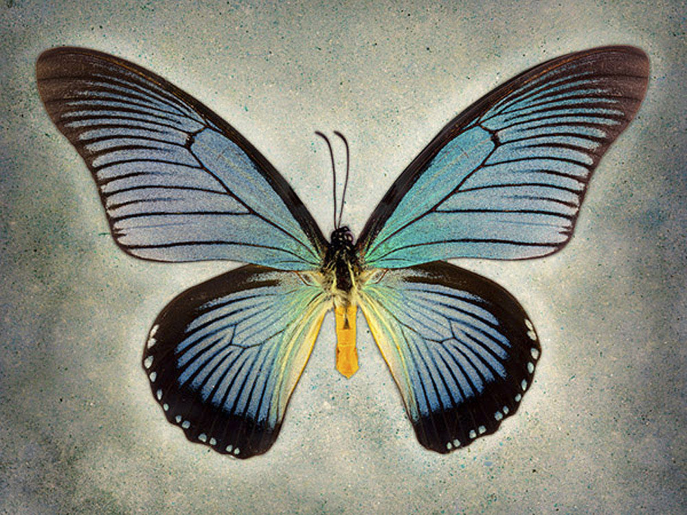 Great Blue Swallowtail - Art Prints by Richard Reynolds