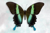 Green Swallowtail - Art Prints by Richard Reynolds