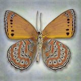 Harlequin Butterfly - Art Prints by Richard Reynolds