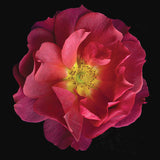 Hybrid Rose Cinco de Mayo - Art Prints by Richard Reynolds