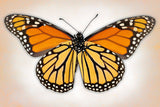 Monarch Butterfly – Art Prints by Richard Reynolds