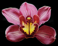 Orchid - Eikoh - Art Prints by Richard Reynolds