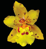 Orchid Odontocidium - Mayfair - Art Prints by Richard Reynolds