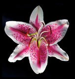 Oriental Lily - Stargazer - Art Prints by Richard Reynolds