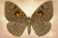 Owlet Moth - Art Prints by Richard Reynolds