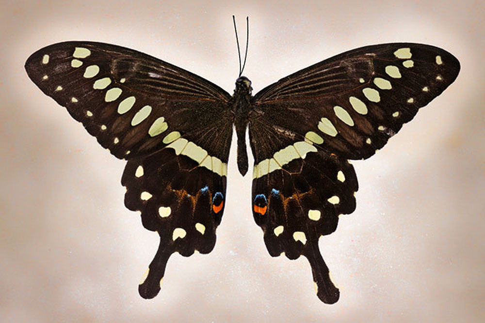 Papilio Lormieri - Art Prints by Richard Reynolds