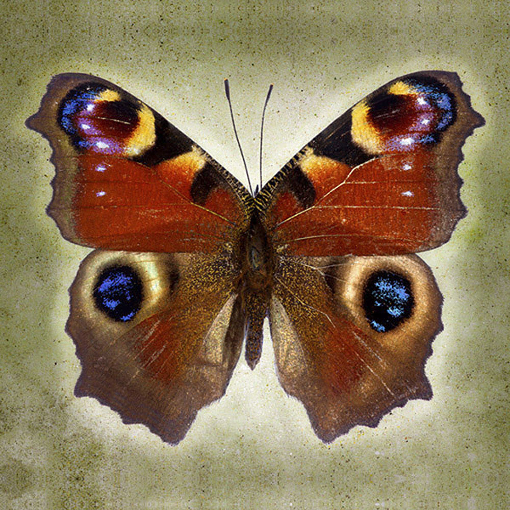 Peacock Butterfly - Art Prints by Richard Reynolds