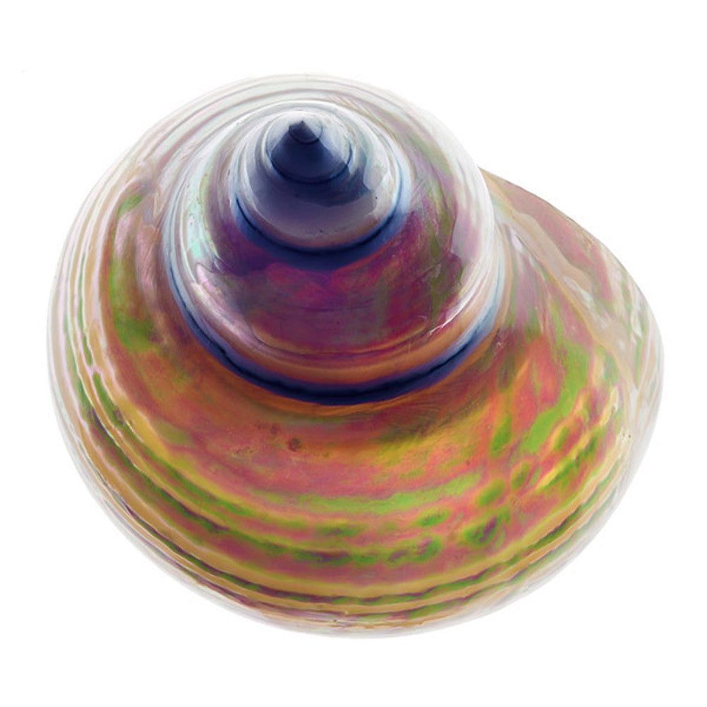 Pearl Turban Shell I - Art Prints by Richard Reynolds
