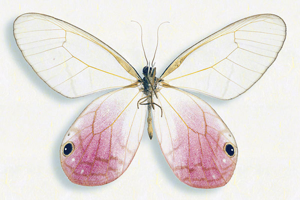 Pink Glasswing - Art Prints by Richard Reynolds
