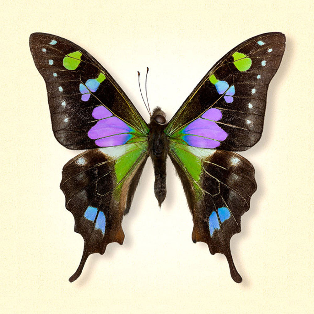 Purple Spotted Swallowtail - Art Prints by Richard Reynolds