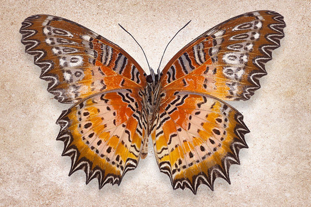 Red Lacewing - Art Prints by Richard Reynolds