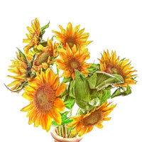 Sunflowers - Art Prints by Richard Reynolds